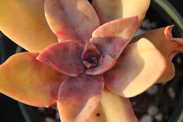 Perto Uma Bela Orquídea — Fotografia de Stock