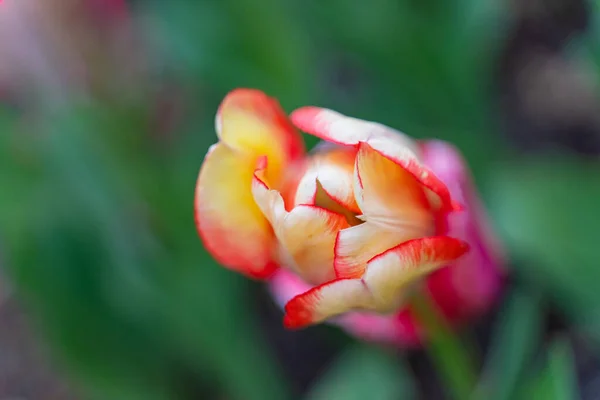 Bela Flor Tulipa Colorido Jardim — Fotografia de Stock