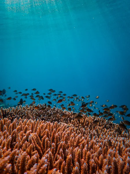 红海中珊瑚礁的水下视图 埃及文 — 图库照片