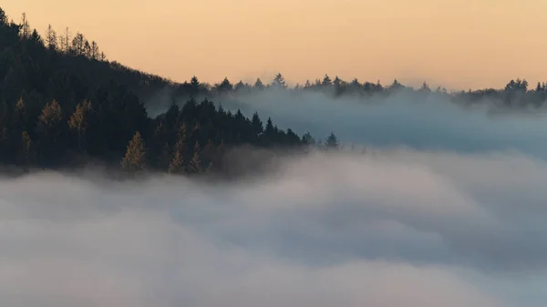 Nevoeiro Manhã Nevoeiro Floresta — Fotografia de Stock