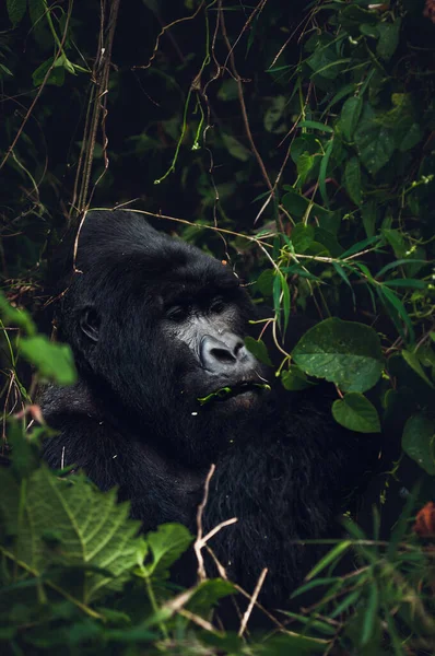 Gorilla Nella Foresta — Foto Stock