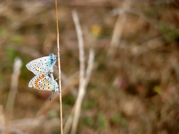 Mariposa Una Flor —  Fotos de Stock