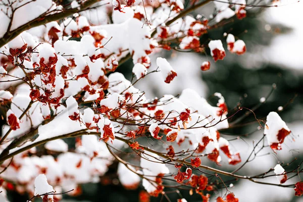 Ramo Árvore Cereja Com Neve — Fotografia de Stock