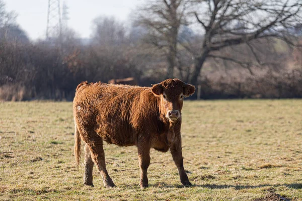 田里的一头棕色母牛 — 图库照片