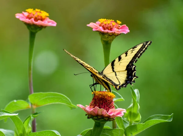 Çiçekteki Güzel Kelebek — Stok fotoğraf
