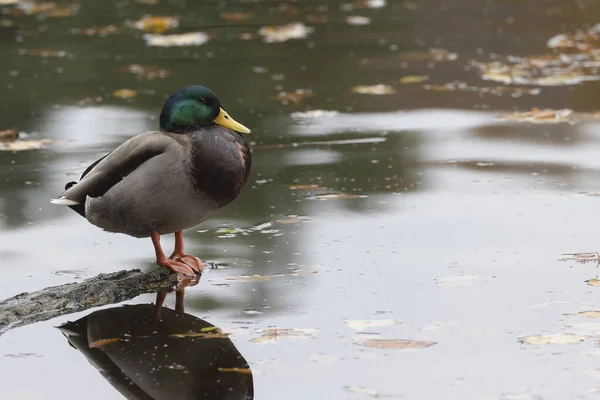 Canard Sur Lac — Photo