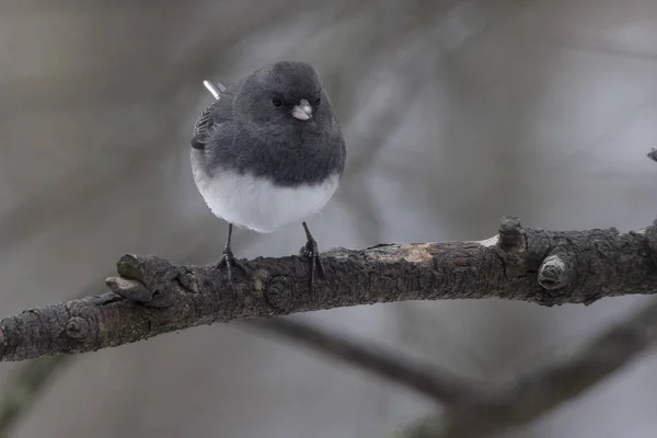 Bir Ağacın Dalında Bir Kuş Oturuyor — Stok fotoğraf