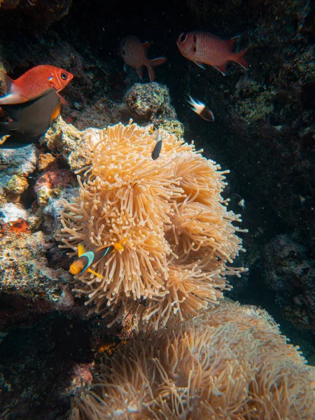Кораловий Риф Червоному Морі — стокове фото