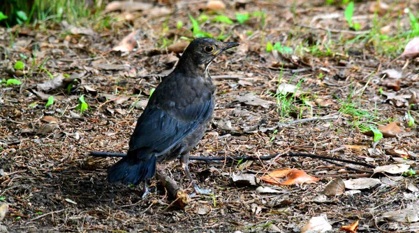 Gros Plan Oiseau Dans Forêt — Photo