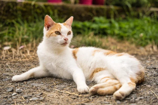 Söt Katt Gatan — Stockfoto