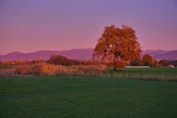 Prachtig Landschap Met Een Boom Een Veld Van Bomen — Stockfoto