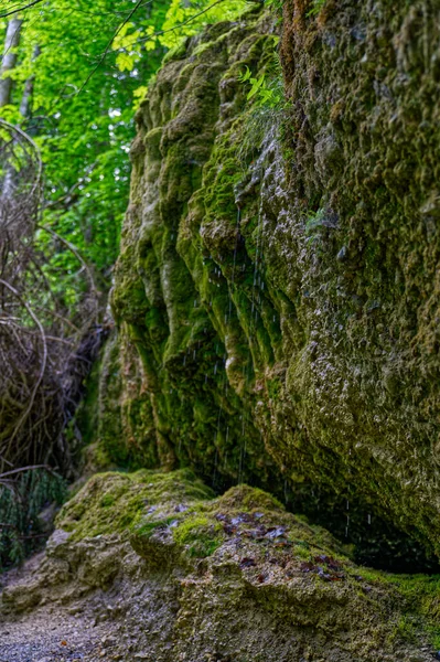 Musgo Verde Floresta — Fotografia de Stock