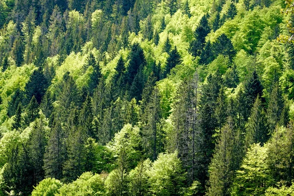 緑の木々と青空が広がる森の風景 — ストック写真