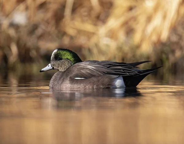 大自然背景下湖上的野鸭 — 图库照片