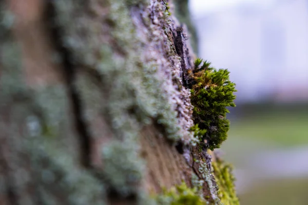 Mmbh Tree — стоковое фото