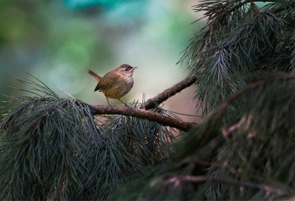 Ptak Siedzi Gałęzi Drzewa Lesie — Zdjęcie stockowe