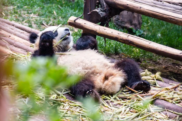 Lindo Panda Parque — Foto de Stock