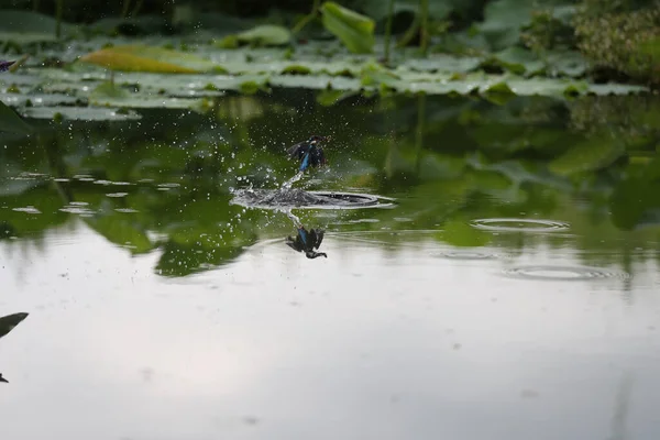 Gölette Küçük Bir Kurbağa — Stok fotoğraf