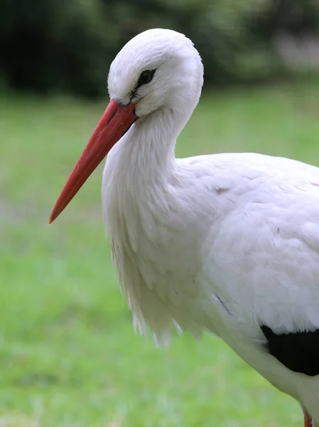 Schöne Aufnahme Eines Vogels Natürlichem Lebensraum — Stockfoto