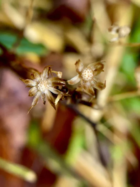 Gros Plan Une Fleur — Photo