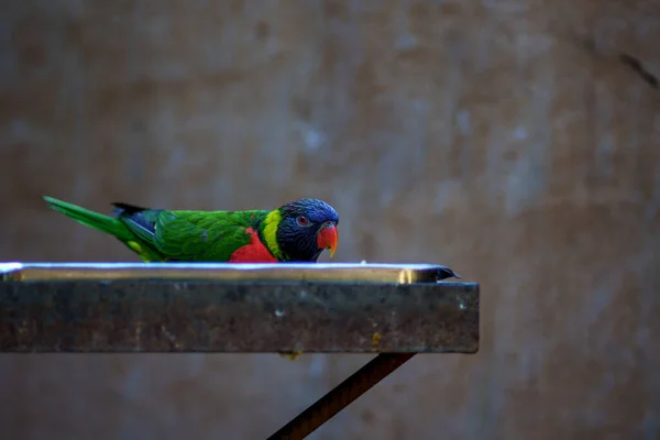 Egy Közeli Kép Egy Kék Zöld Papagáj Egy Ágon — Stock Fotó