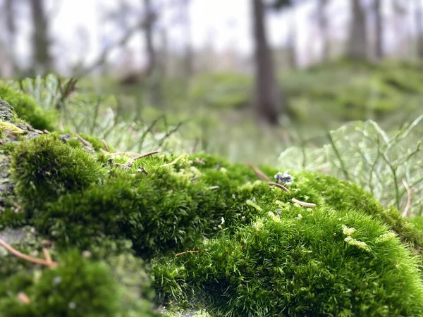 Mousse Verte Dans Forêt — Photo