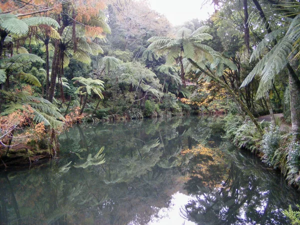 Forêt Jungle Les Arbres Tropicaux — Photo