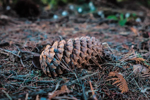 Pine Cone Green Background — Stock Photo, Image