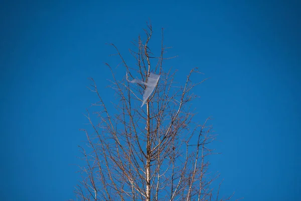 Äste Wald — Stockfoto