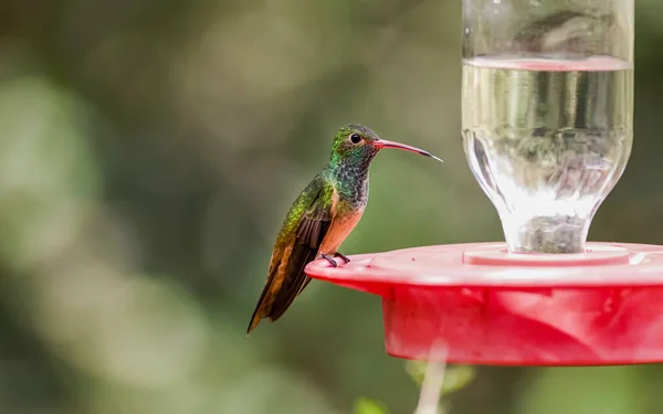 Nahaufnahme Eines Kolibris Der Auf Einem Ast Hockt — Stockfoto