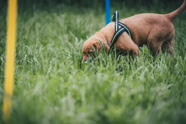 公園の犬 — ストック写真