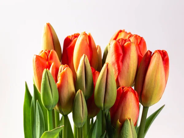 Красиві Тюльпани Білому Тлі — стокове фото