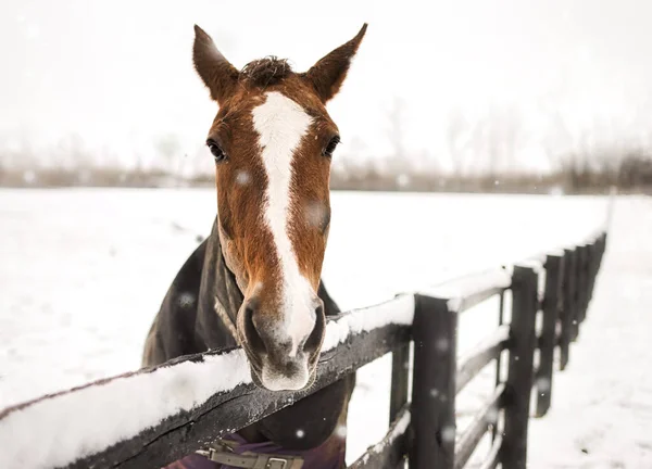 Cheval Dans Neige — Photo