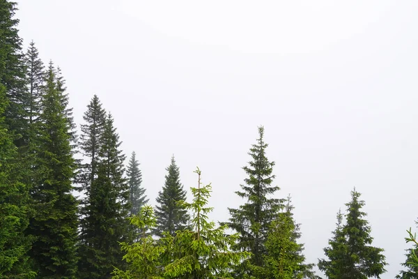 Vackert Landskap Med Tallskog — Stockfoto