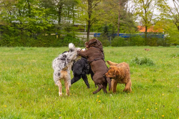 Gruppo Cani Nella Foresta — Foto Stock