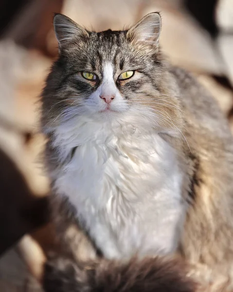 花园里的猫 — 图库照片