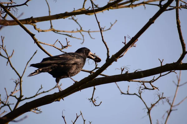 Ein Vogel Auf Einem Ast Eines Baumes Wald — Stockfoto