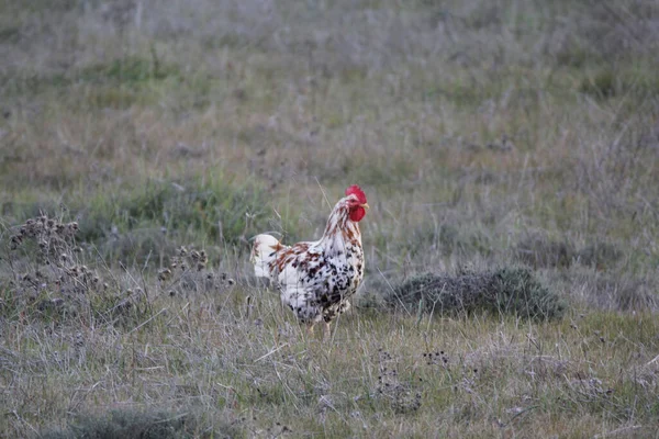 畑の緑の草の上の鶏 — ストック写真