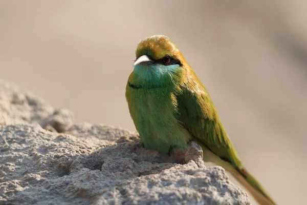 Close Male Bird — стоковое фото