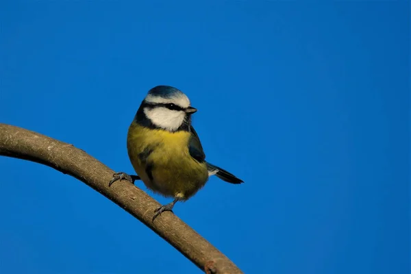 Great Tit Blue Sky Background — стоковое фото