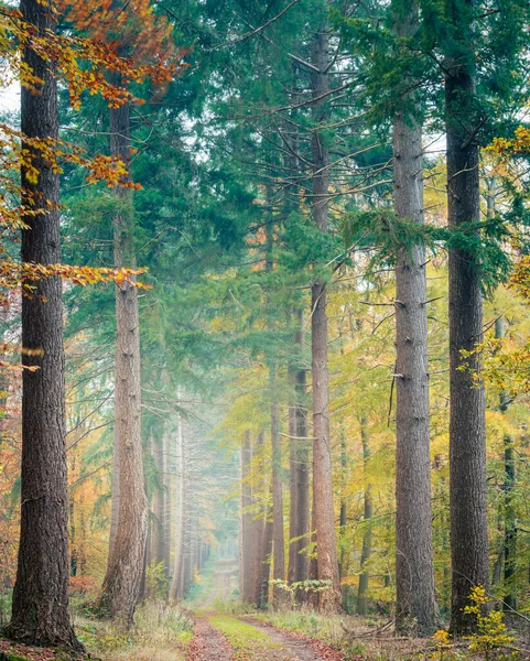 아름다운 나무들 — 스톡 사진
