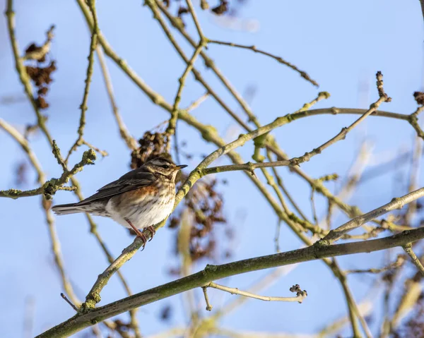 Vogel Auf Einem Ast Eines Baumes — Stockfoto