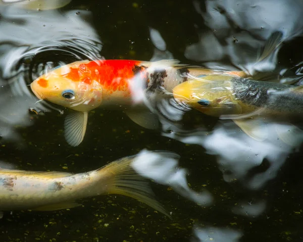 Ikan Mas Akuarium — Stok Foto