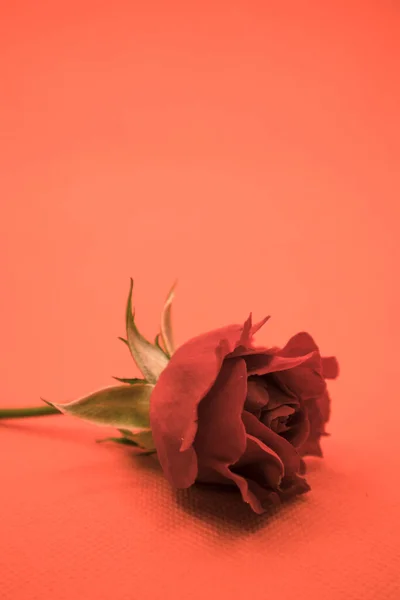 ピンク色の背景に美しい赤いバラが — ストック写真