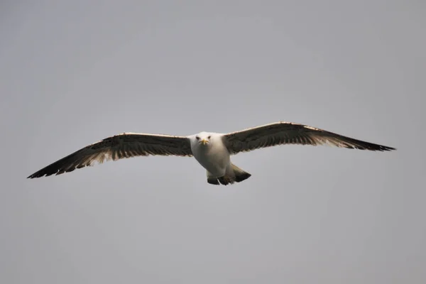 Gaivota Voando Céu — Fotografia de Stock