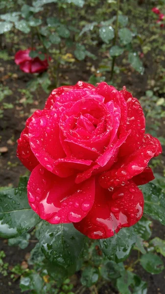 Bellissimi Fiori Che Crescono Giardino — Foto Stock