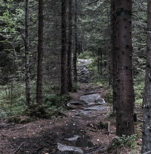 Шлях Лісі — стокове фото