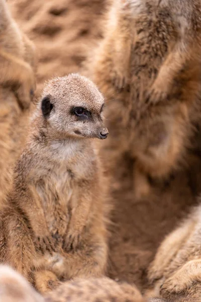 Meerkat Dans Zoo — Photo