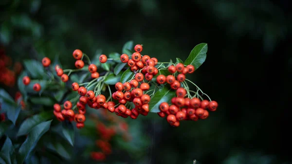 Bayas Rojas Del Árbol —  Fotos de Stock