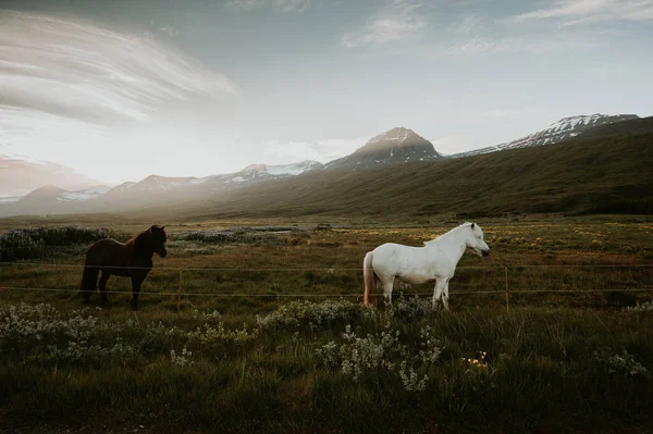 Ijslands Landschap Met Paarden Bergen — Stockfoto